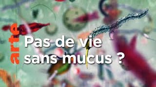 Documentaire Que serions-nous sans le mucus ?