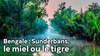 Bengale : sundarbans, le miel ou le tigre