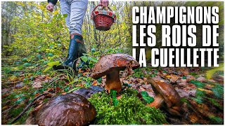 Champignons : les rois de la cueillette !