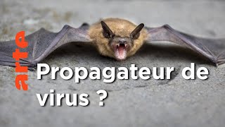 Documentaire Chauve-souris : alliée ou ennemie ?