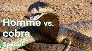 Documentaire Face-à-face dangereux avec des cobras