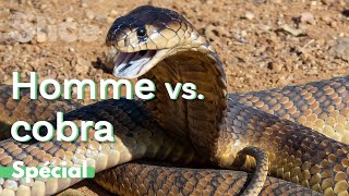 Face-à-face dangereux avec des cobras