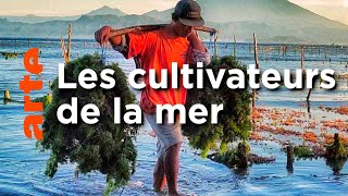 Documentaire Indonésie | La culture des algues : une longue tradition