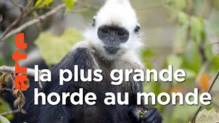 Documentaire Le royaume secret des singes