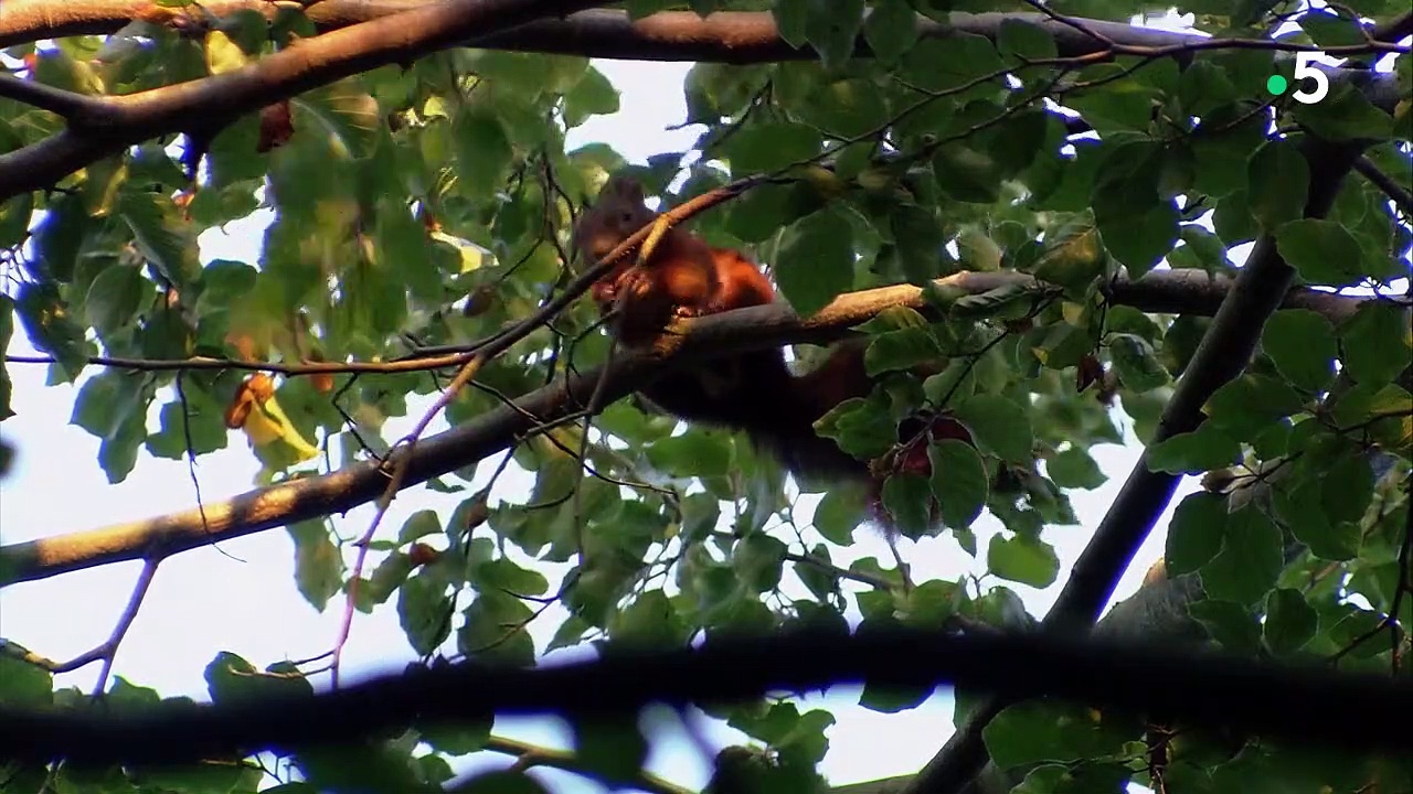 Documentaire Les couleurs de l’automne