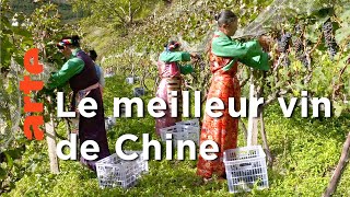 Les vignobles de l'Himalaya | Des vignes et des hommes