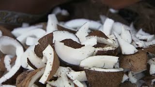 Micronésie : l'huile de coco comme biocarburant