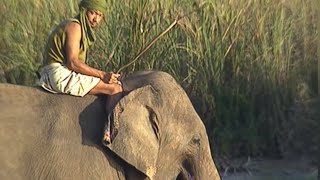 Népal : sur la piste du rhinocéros
