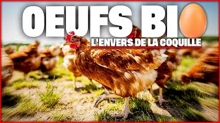 Oeufs bio : l’envers de la coquille