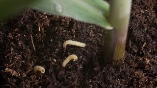 Documentaire Plantes et insectes: les ennemis de mes ennemis sont mes amis