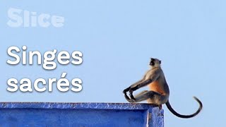 Singes : les dieux d'Asie