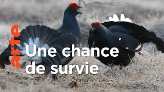 Documentaire Tétras lyre : L’oiseau danseur des marais