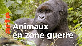 Virunga, les gorilles en péril