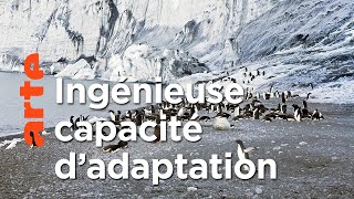 Documentaire Antarctique : Métamorphoses (1/2)