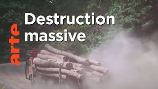 Documentaire Bornéo : des sarbacanes contre les bulldozers