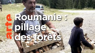 Documentaire Champignons des Carpates