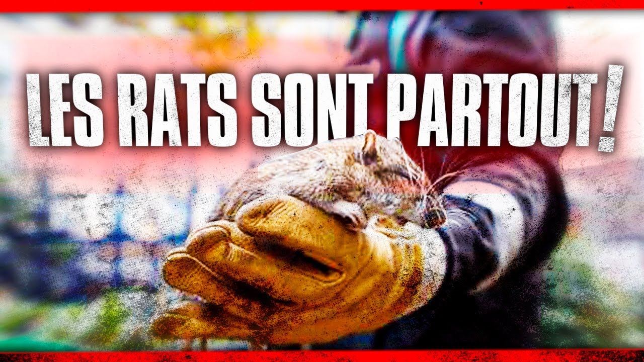 Des rats dans la ville