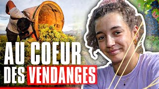 Immersion au coeur des vendanges