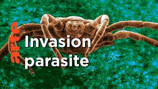 Le retour des envahisseurs invisibles
