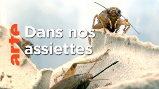 Les insectes, nourriture de demain ?