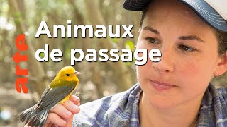 Documentaire Panama, la passerelle des animaux migrateurs