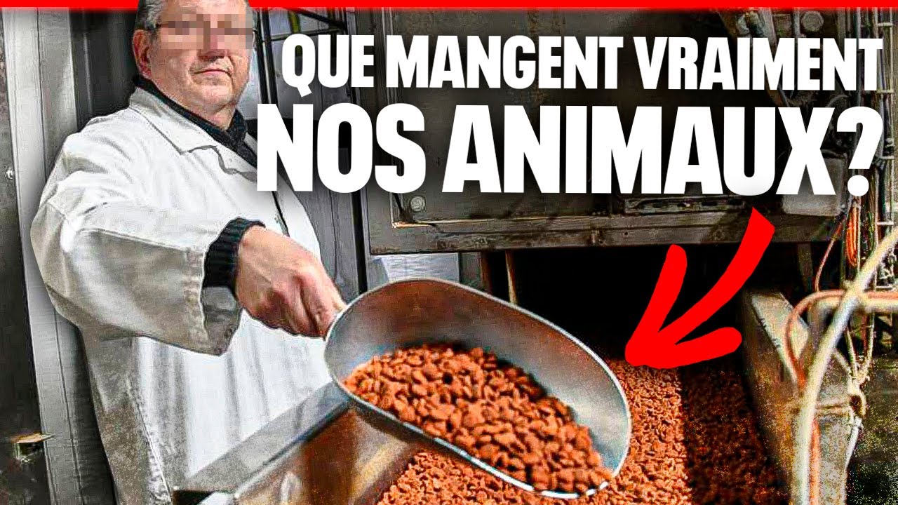 Quelles croquettes pour nos bêtes ?