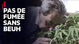 Documentaire Vers une levée de l’interdiction du cannabis