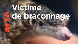 Documentaire Vietnam : comment sauver les pangolins ?