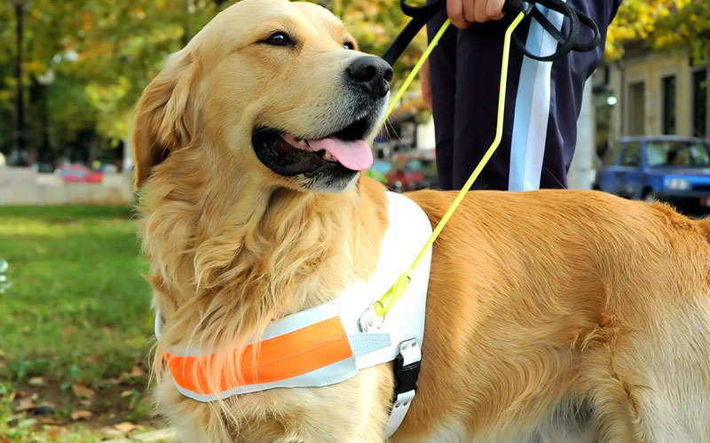 L'importance du chien guide pour les déficients visuels
