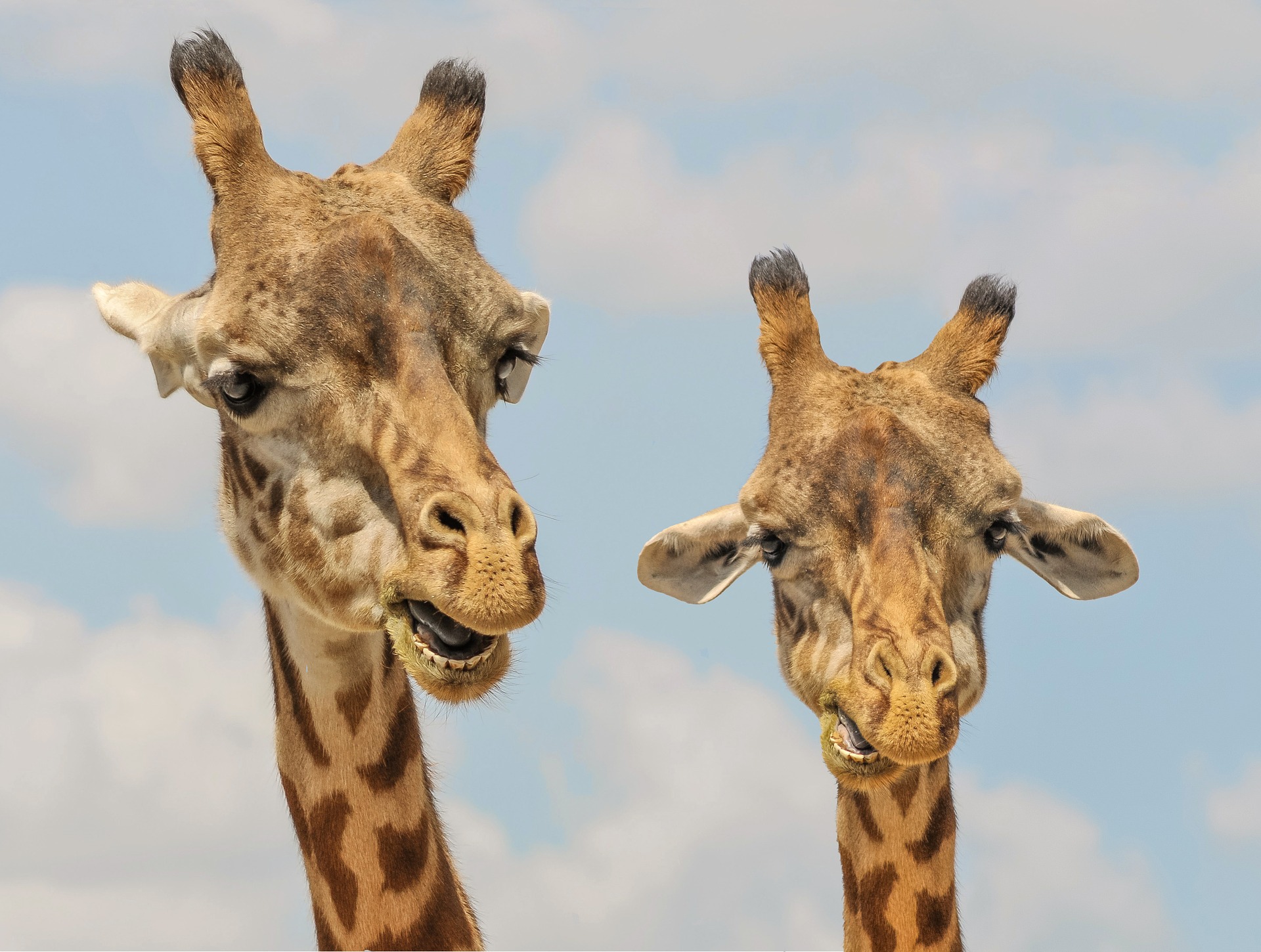 Documentaire Découvrez l’encyclopédie des animaux