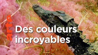 Documentaire Cano Cristales : la rivière arc-en-ciel | Merveilles de la nature