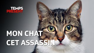 Chats errants, chats domestiques : une surpopulation qui menace la biodiversité