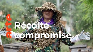 Documentaire Chine, les ruches de maître Xing