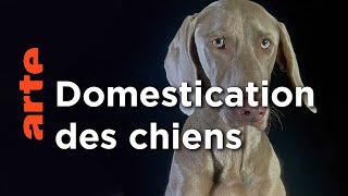 Comment le chien a conquis le monde