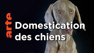 Documentaire Comment le chien a conquis le monde