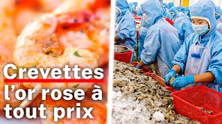 Documentaire Elevage de crevettes, ce que cachent nos repas de fêtes