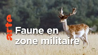 Documentaire La vie sauvage à l’ombre des blindés