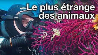 Documentaire Le corail rouge, merveille de la Méditerranée