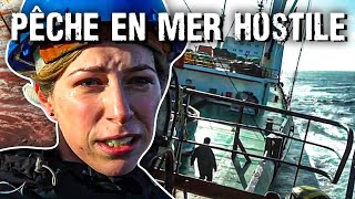 Le krill, l'or rose du Pôle sud