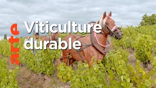 Documentaire Le renouveau du vignoble français