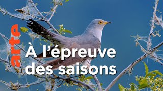 Le retour des oiseaux | Quand la Nature reprend ses droits