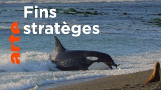 Les super-prédateurs des mers (2/3) | Chasses en territoire hostile