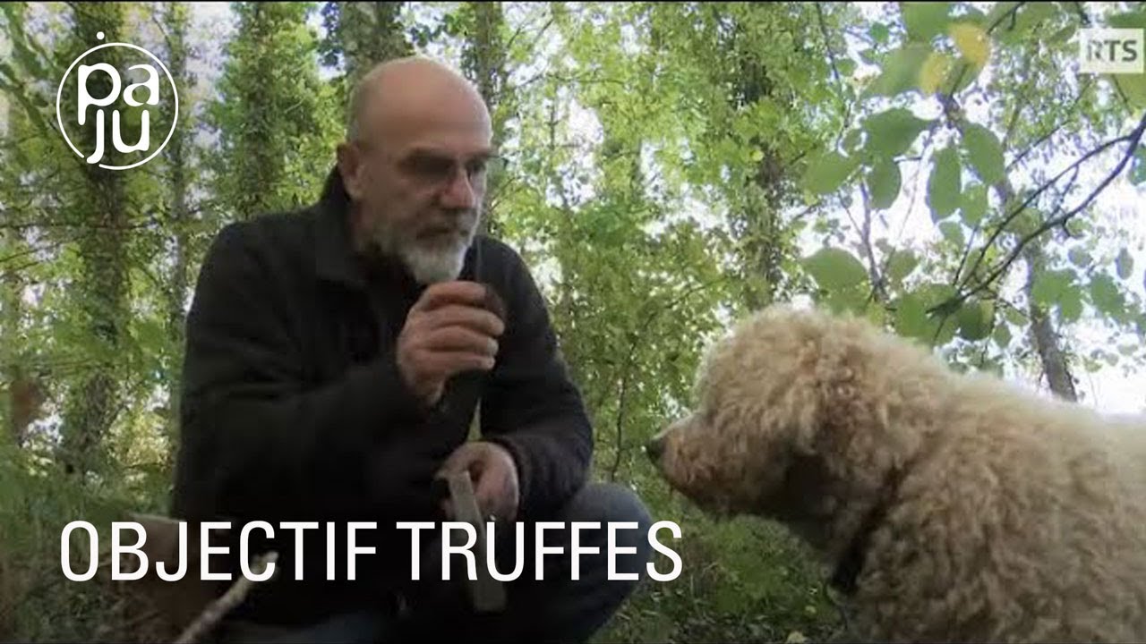 Documentaire Passionnés de truffes, ils racontent les mystères du diamant noir