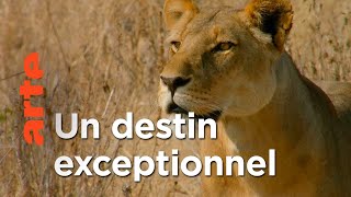Documentaire Tanzanie, royaume des lionnes