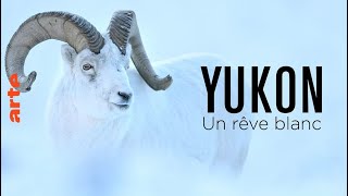 Documentaire Yukon – Un rêve blanc
