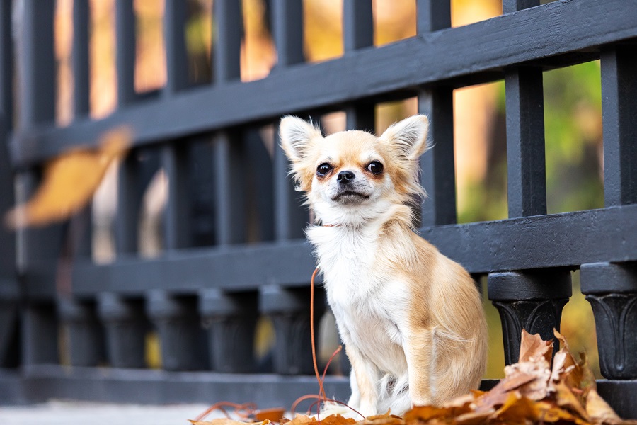 Les 5 races de chiens les plus petits