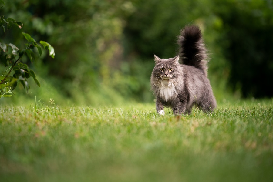 Comment occuper votre chat pendant votre absence ?