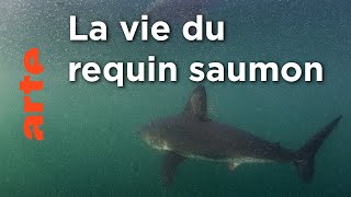 Alaska - Equalusuaq, sur la piste des prédateurs cachés