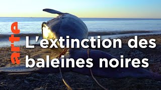 Baleines noires vs homards