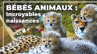 Documentaire Bébés animaux : incroyables naissances !